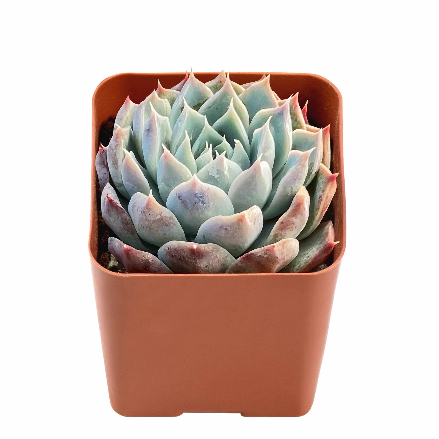 Echeveria Pink Dimond Heart