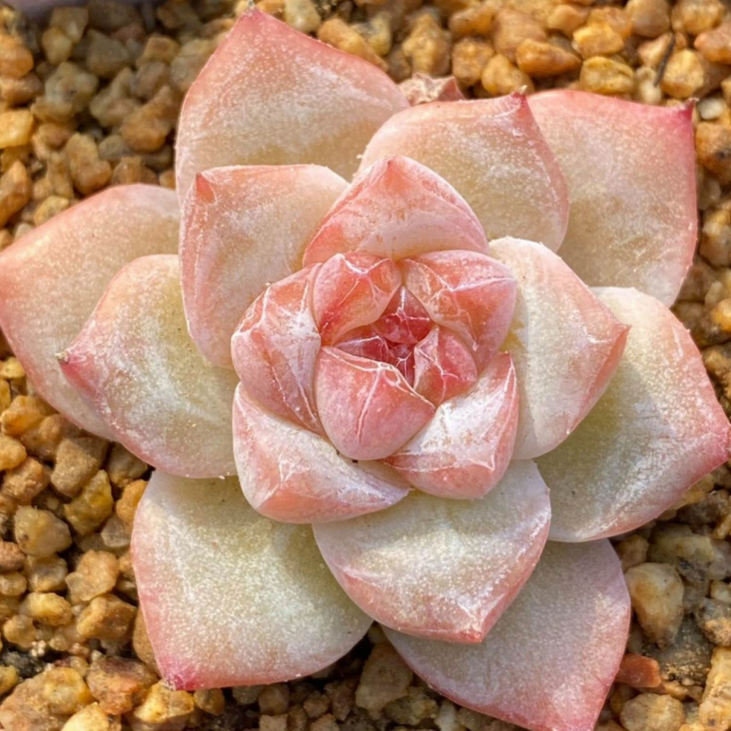 Echeveria Pink Dimond Heart