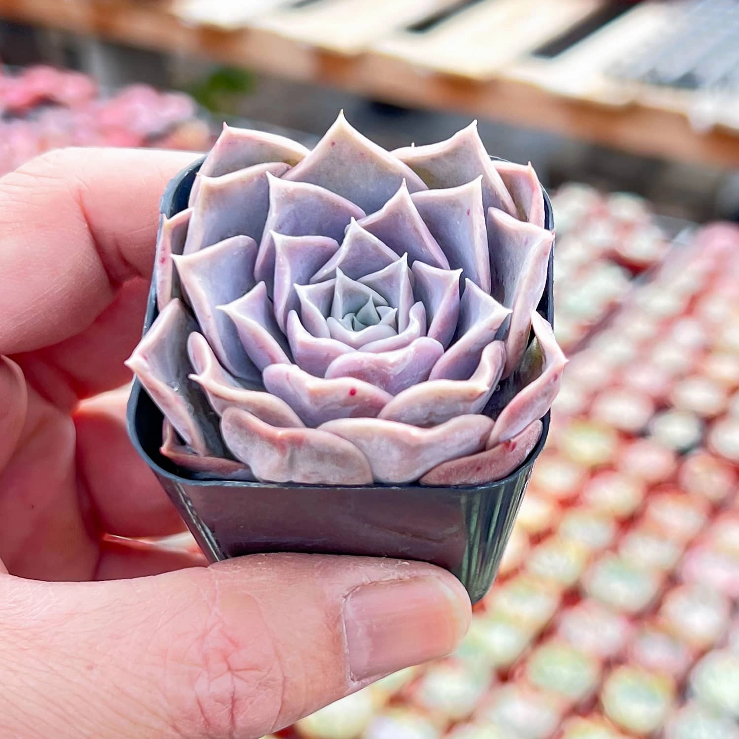 Echeveria Pink Lover