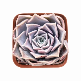 Echeveria Pink Lover mini ornamental plant  