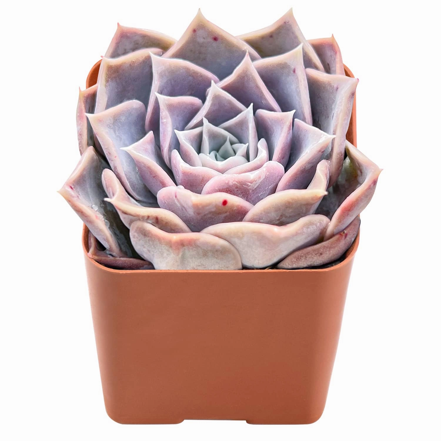 Echeveria Pink Lover