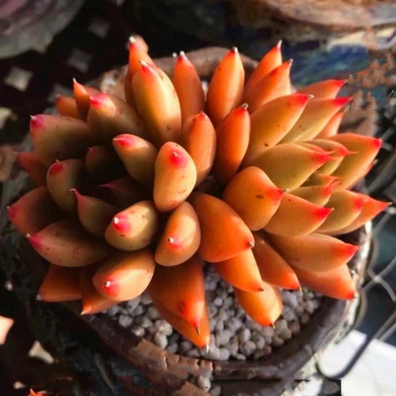 Echeveria Psyche