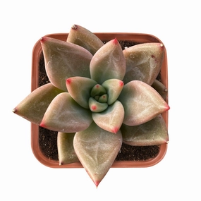 Echeveria Psyche mini ornamental plant  