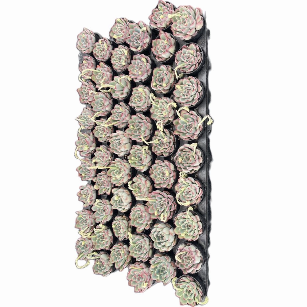 Echeveria Pulidonis Bulk 54 Tray - 2in Pot