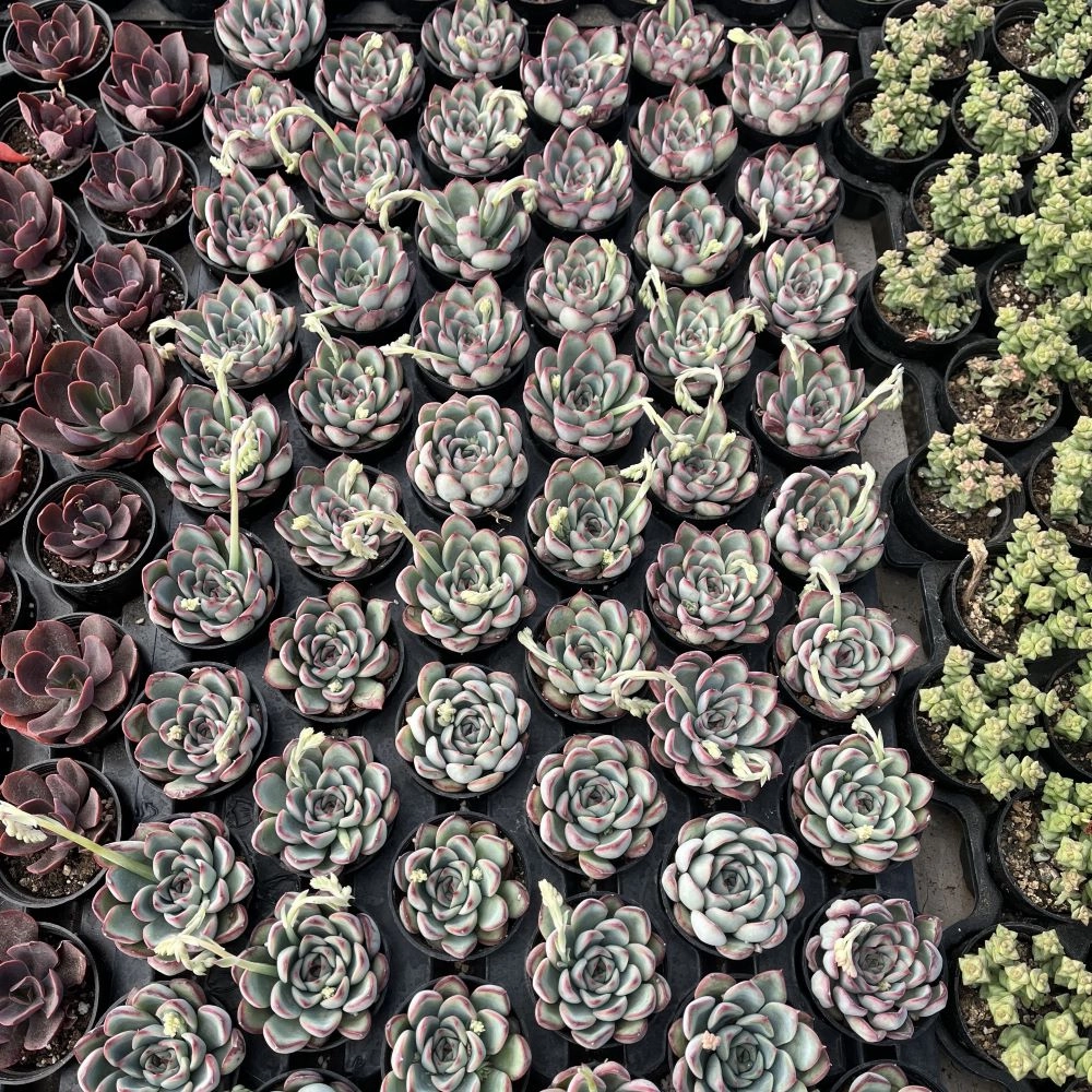 Echeveria Pulidonis Bulk 54 Tray - 2in Pot