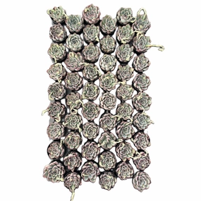 Echeveria Pulidonis Bulk 54 Tray - 2in Pot mini ornamental plant  