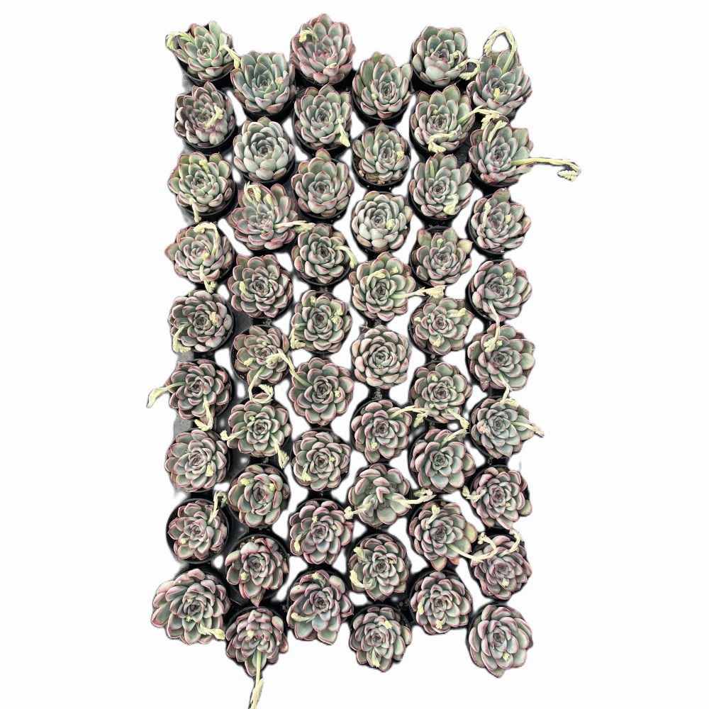 Echeveria Pulidonis Bulk 54 Tray - 2in Pot mini ornamental plant  