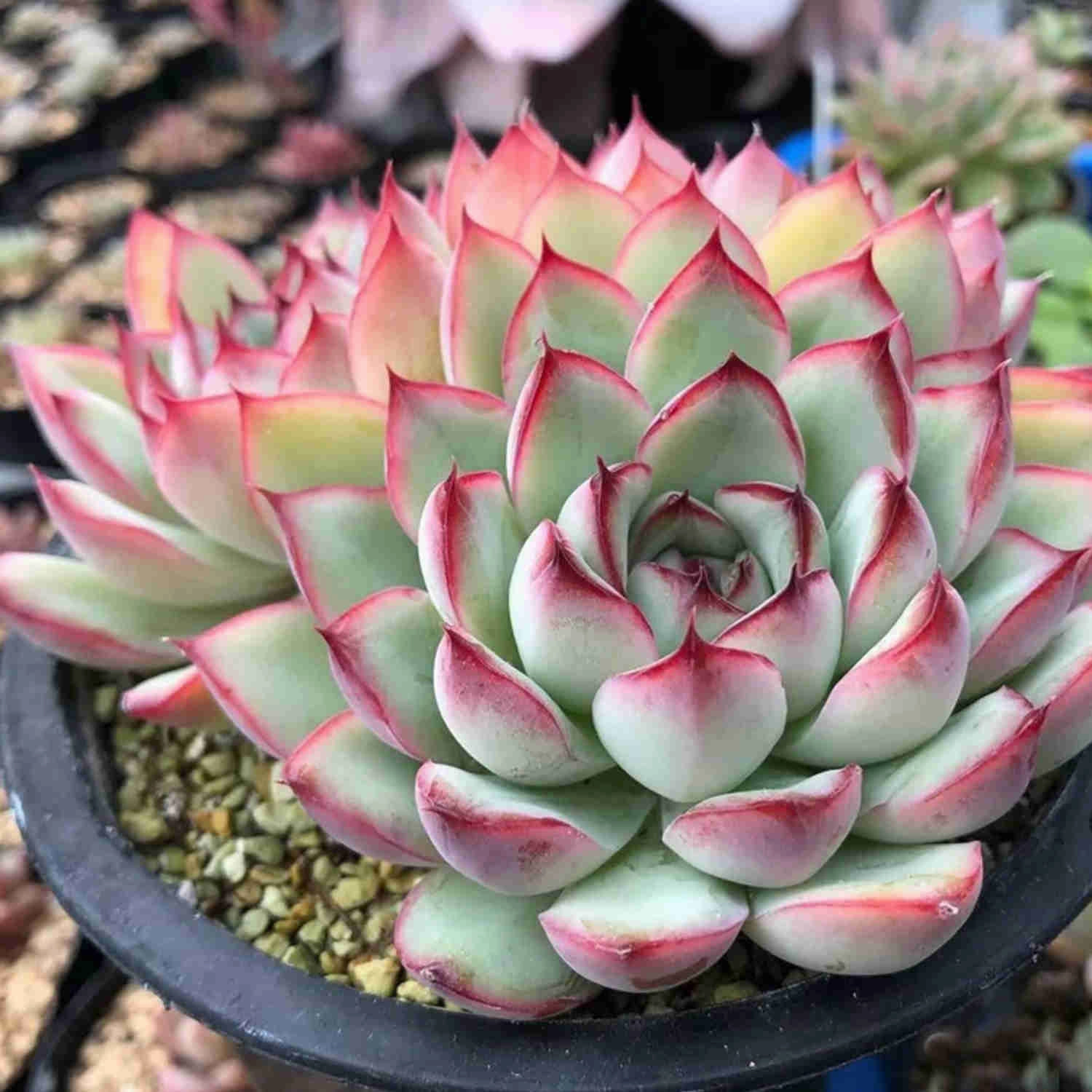 Echeveria Pulidonis (Walther)