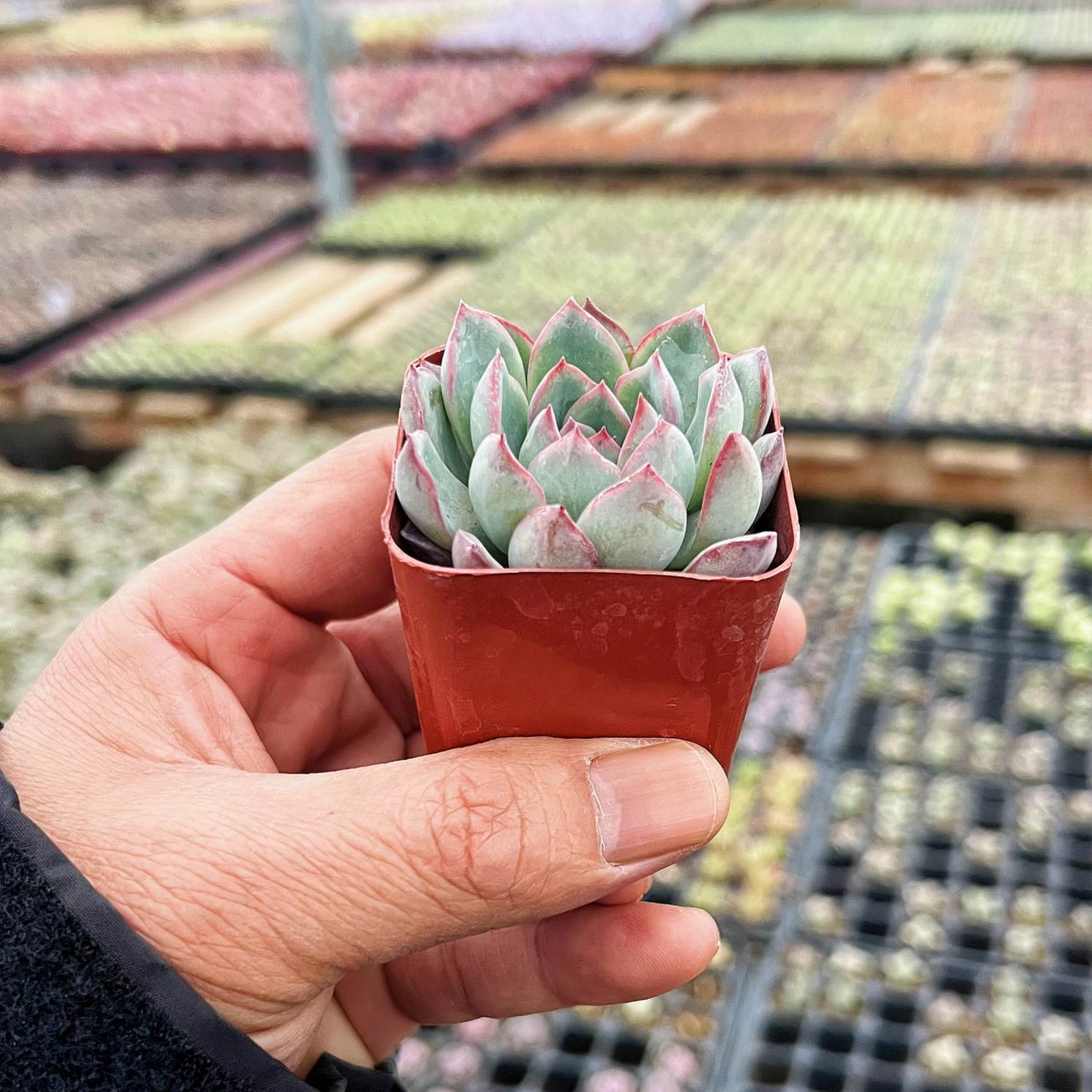 Echeveria Pulidonis (Walther)