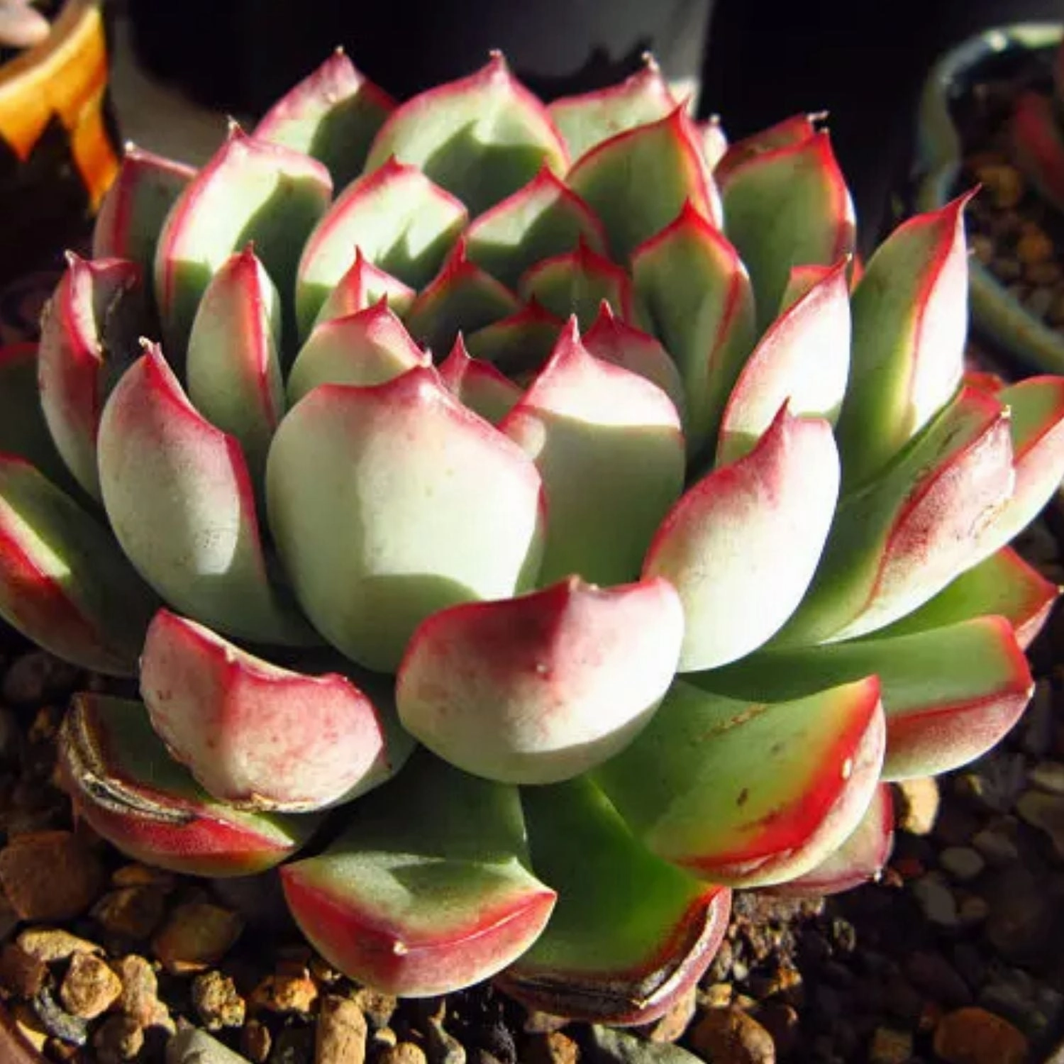 Echeveria Pulidonis (Walther)