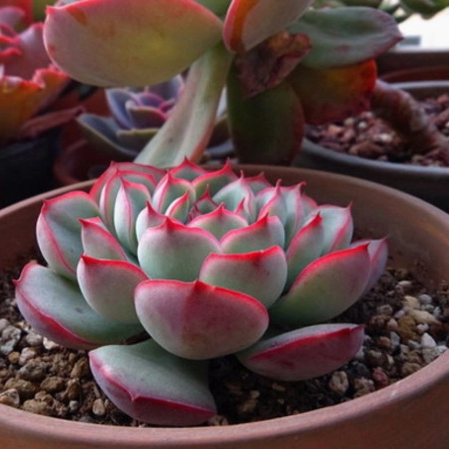 Echeveria Pulidonis (Walther)