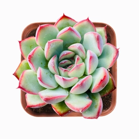 Echeveria Pulidonis (Walther) mini ornamental plant  