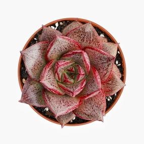 Echeveria Purpusorum (4 inch) mini ornamental plant  