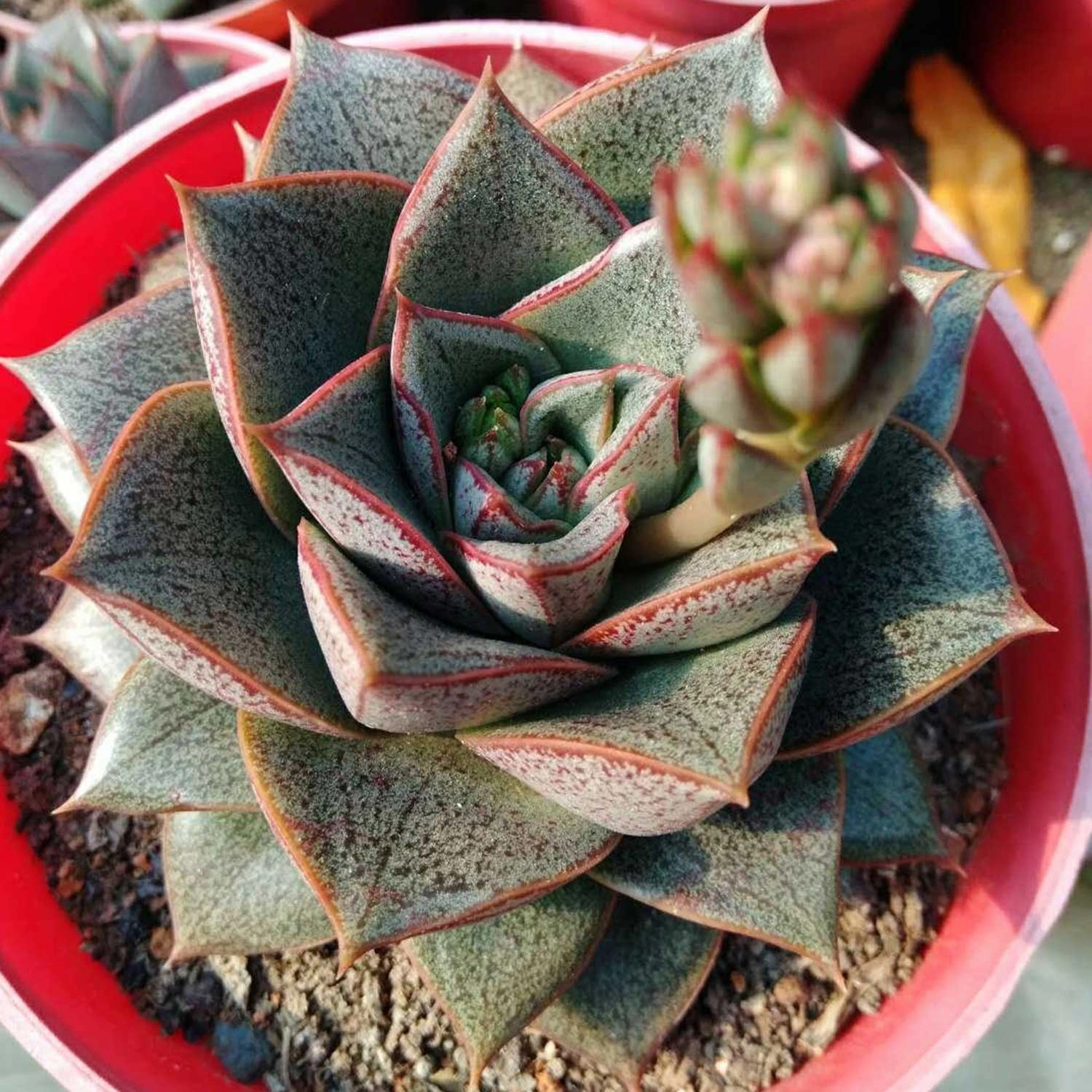 Echeveria Purpusorum (4 inch)