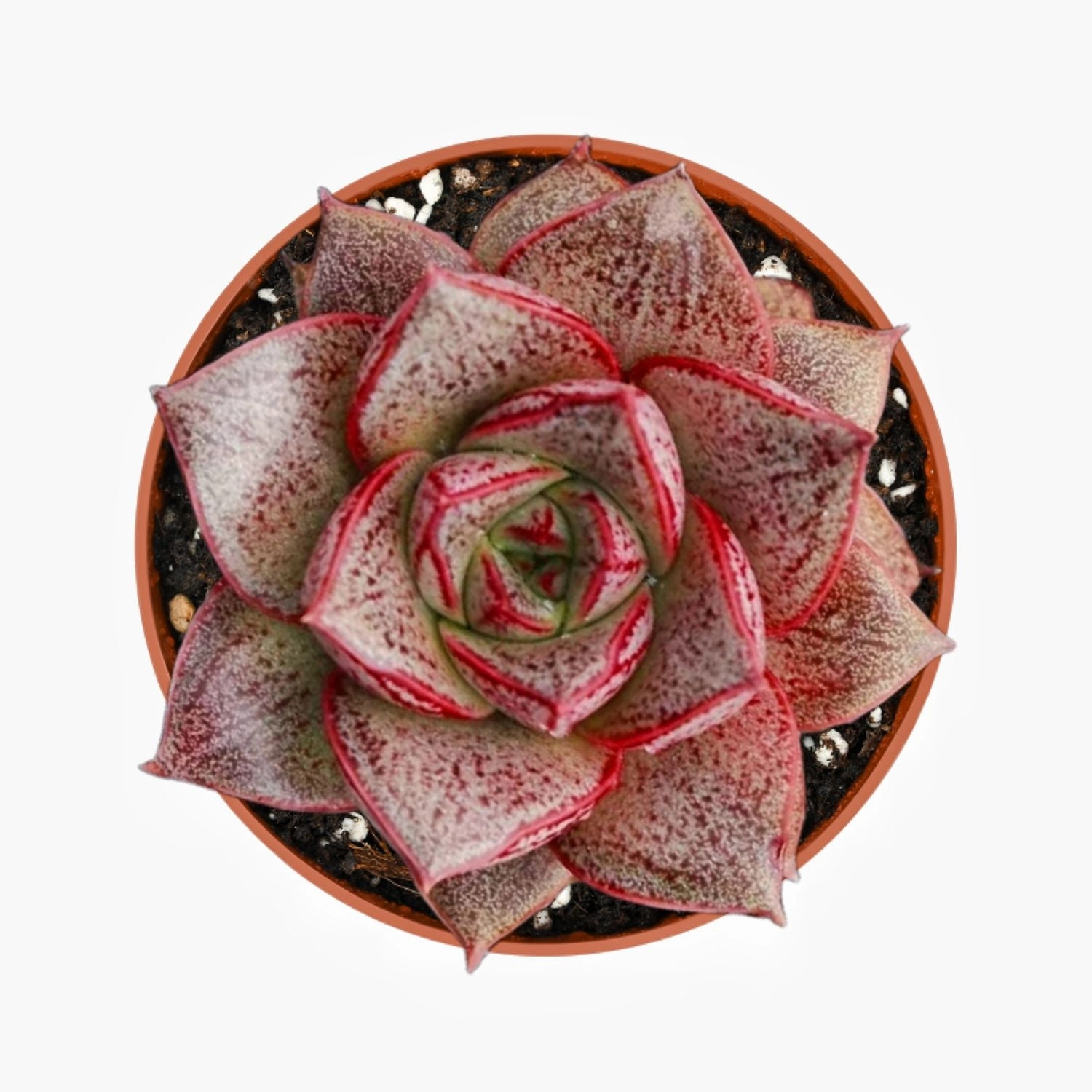 Echeveria Purpusorum (4 inch) mini ornamental plant  