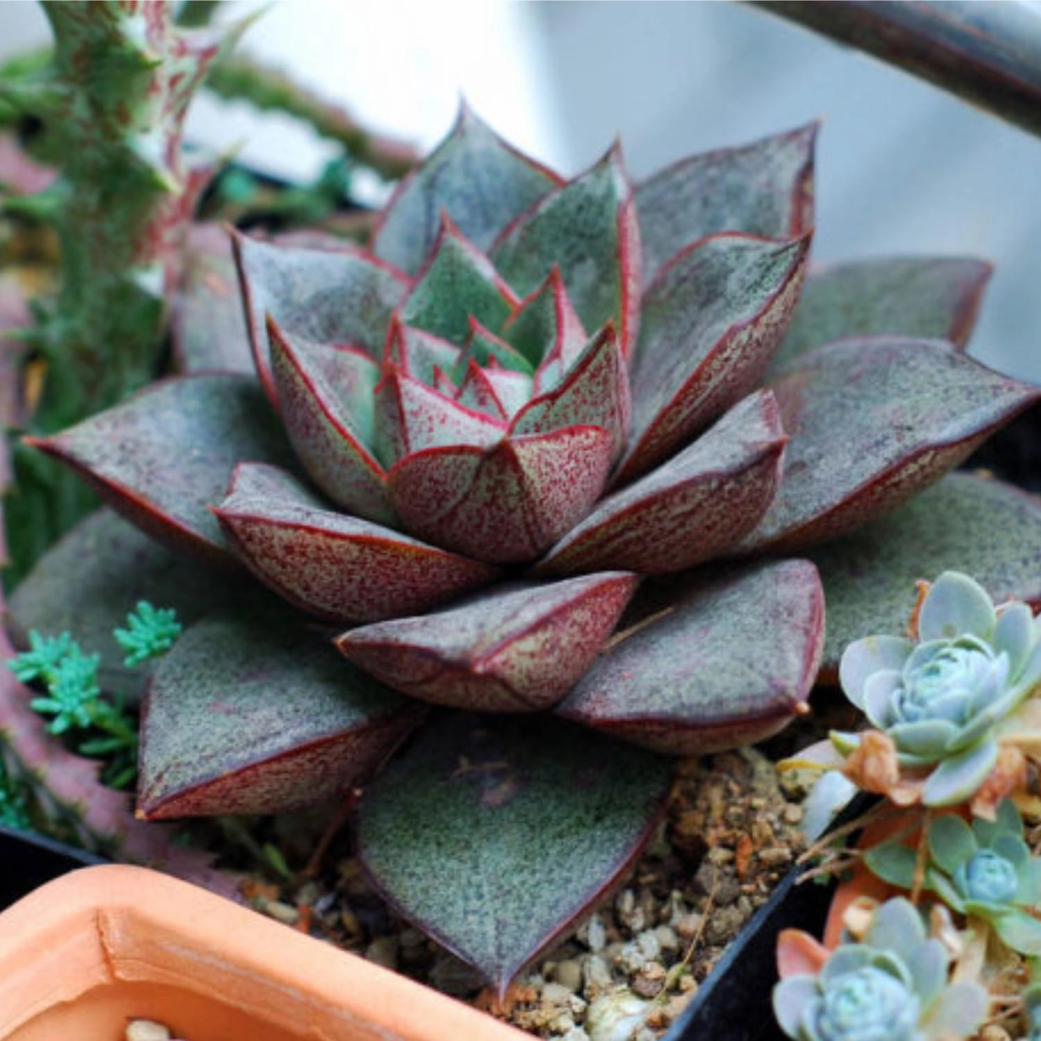 Echeveria Purpusorum (4 inch)