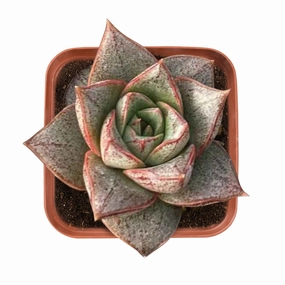 Echeveria Purpusorum mini ornamental plant  