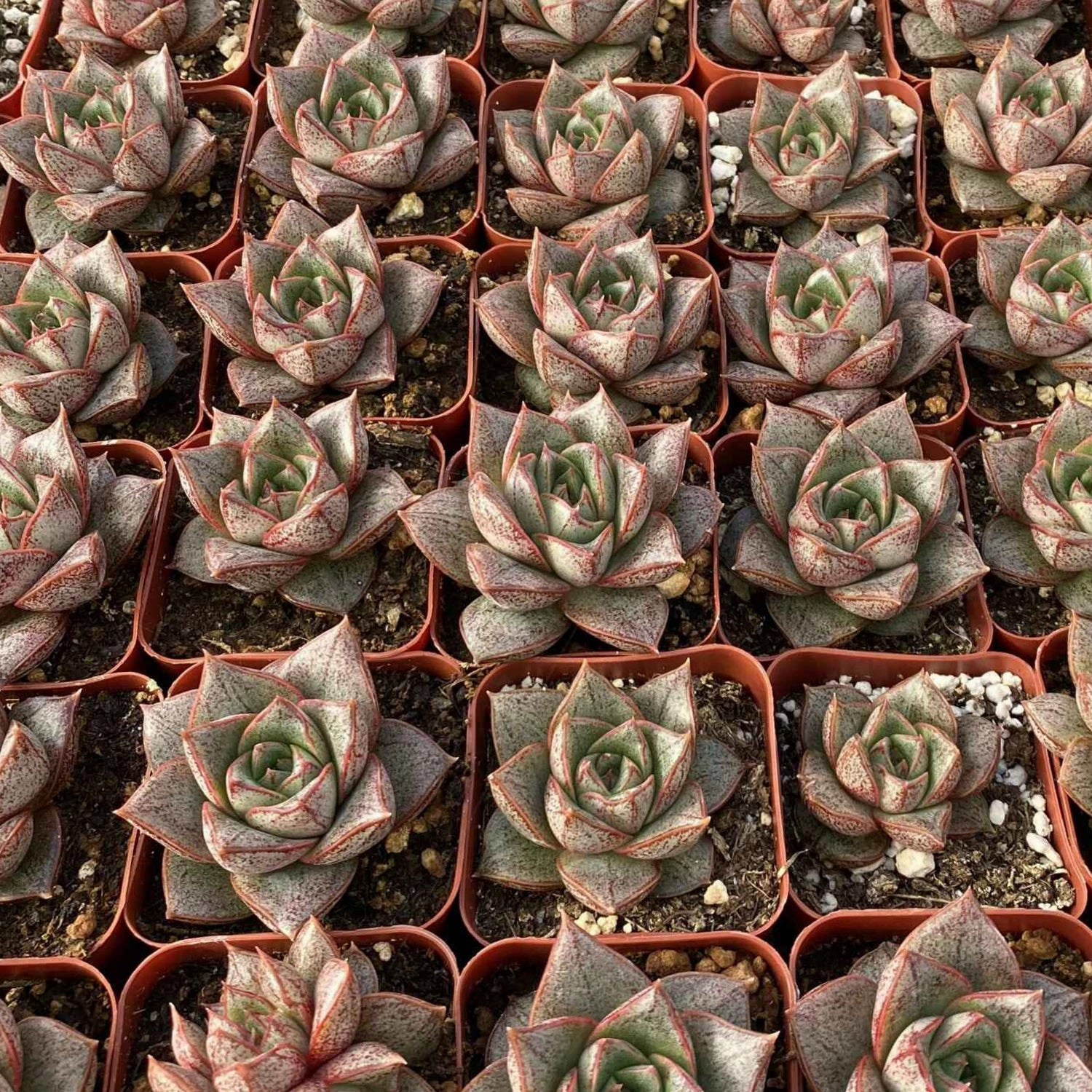 Echeveria Purpusorum