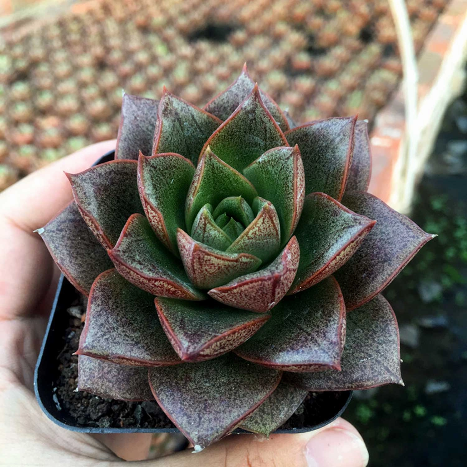 Echeveria Purpusorum