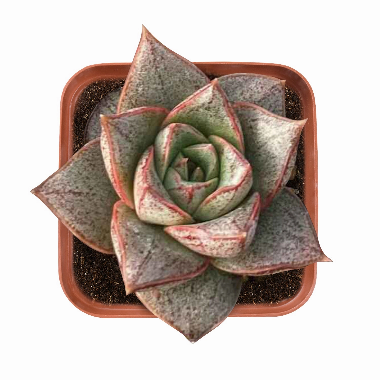 Echeveria Purpusorum mini ornamental plant  