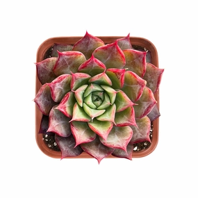 Echeveria Qiandao Lake mini ornamental plant  