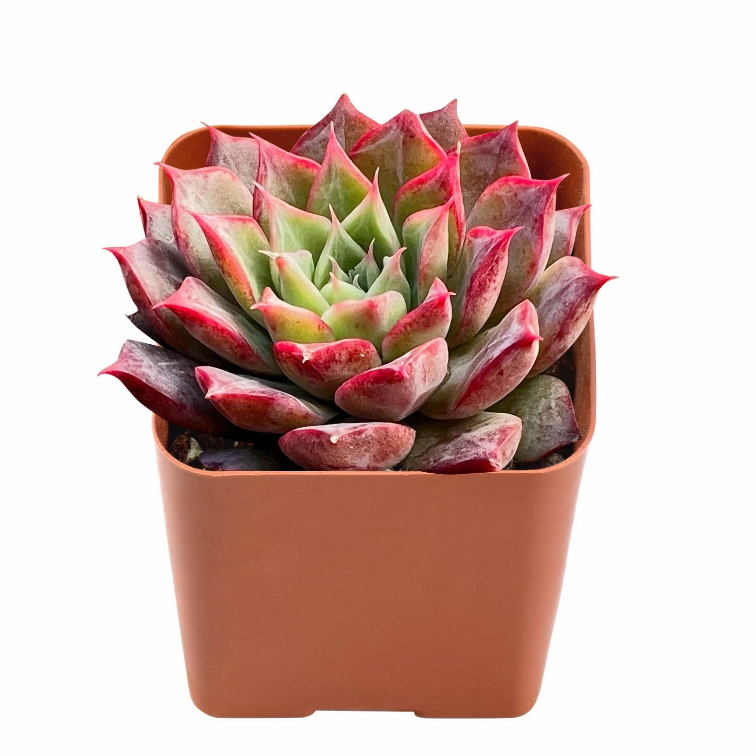 Echeveria Qiandao Lake