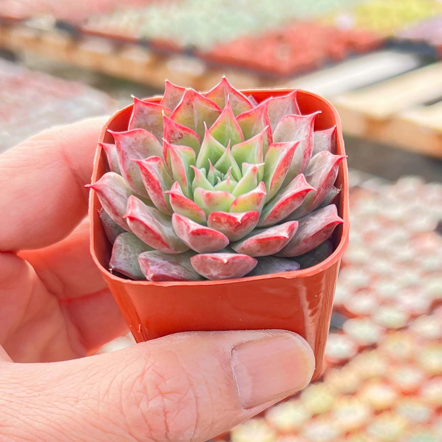 Echeveria Qiandao Lake
