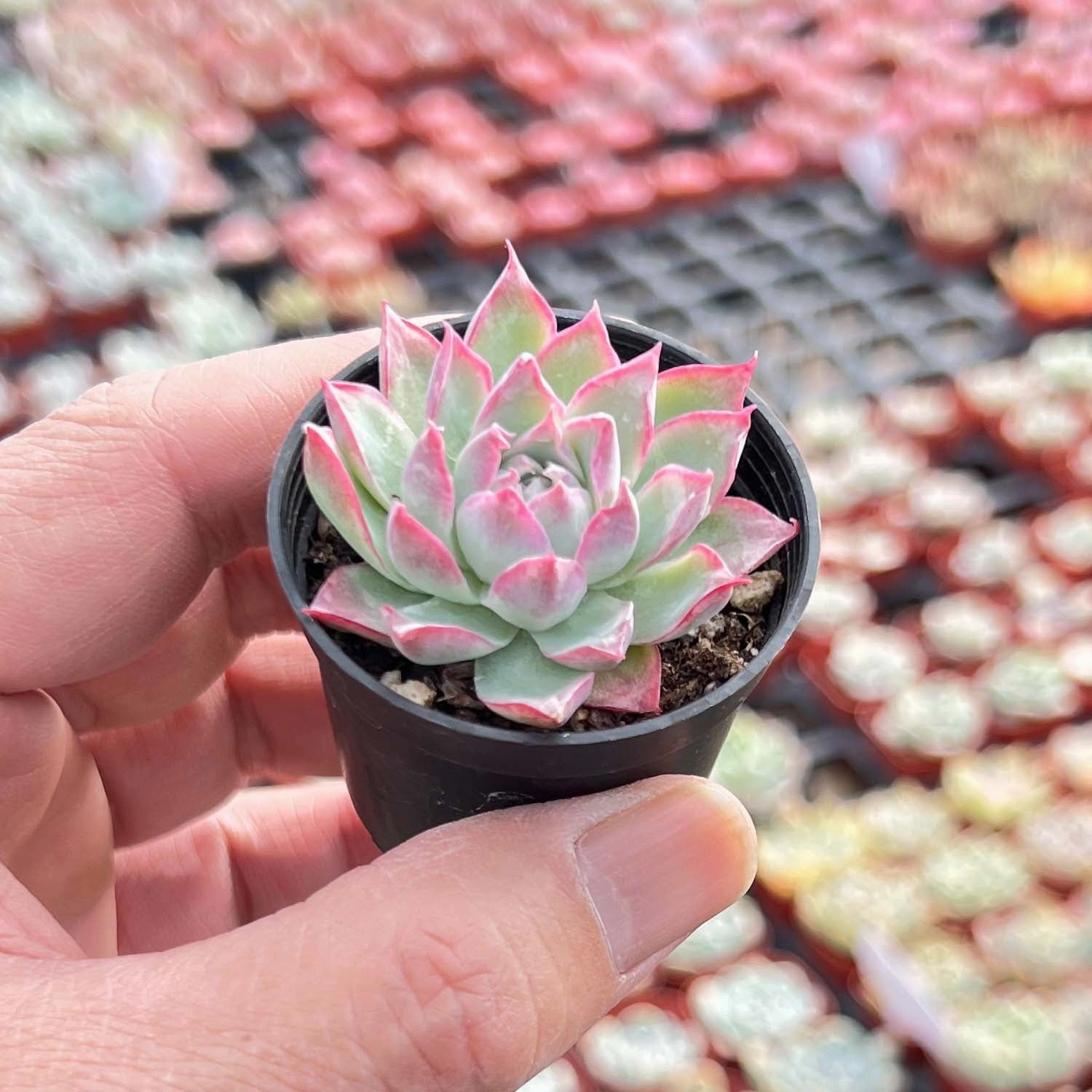 Echeveria Queen Rose (Rare)
