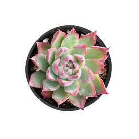 Echeveria Queen Rose (Rare) mini ornamental plant  