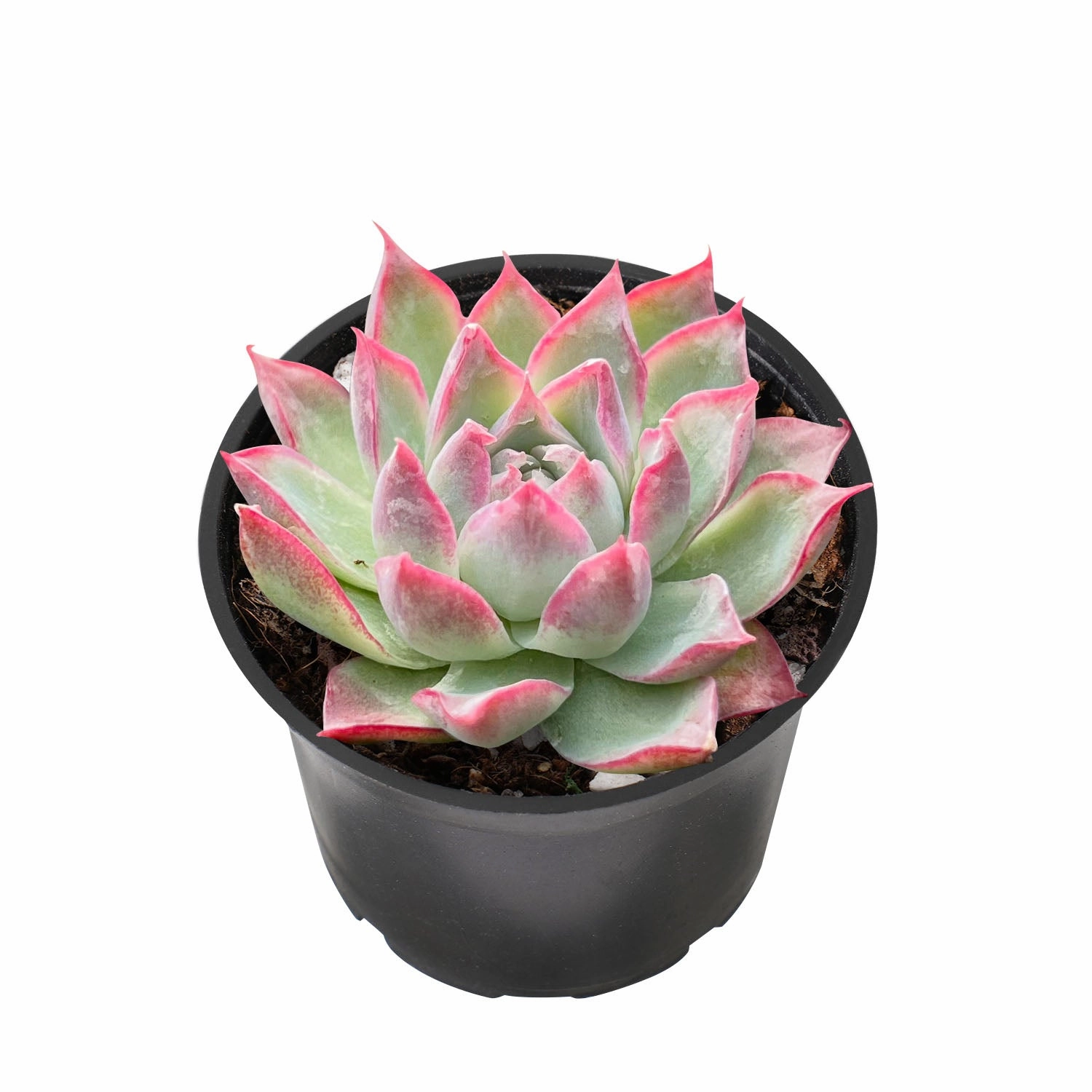 Echeveria Queen Rose (Rare)