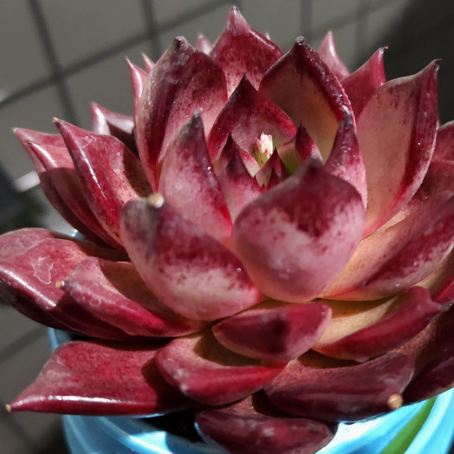 Echeveria Red Knight / Red Ebony