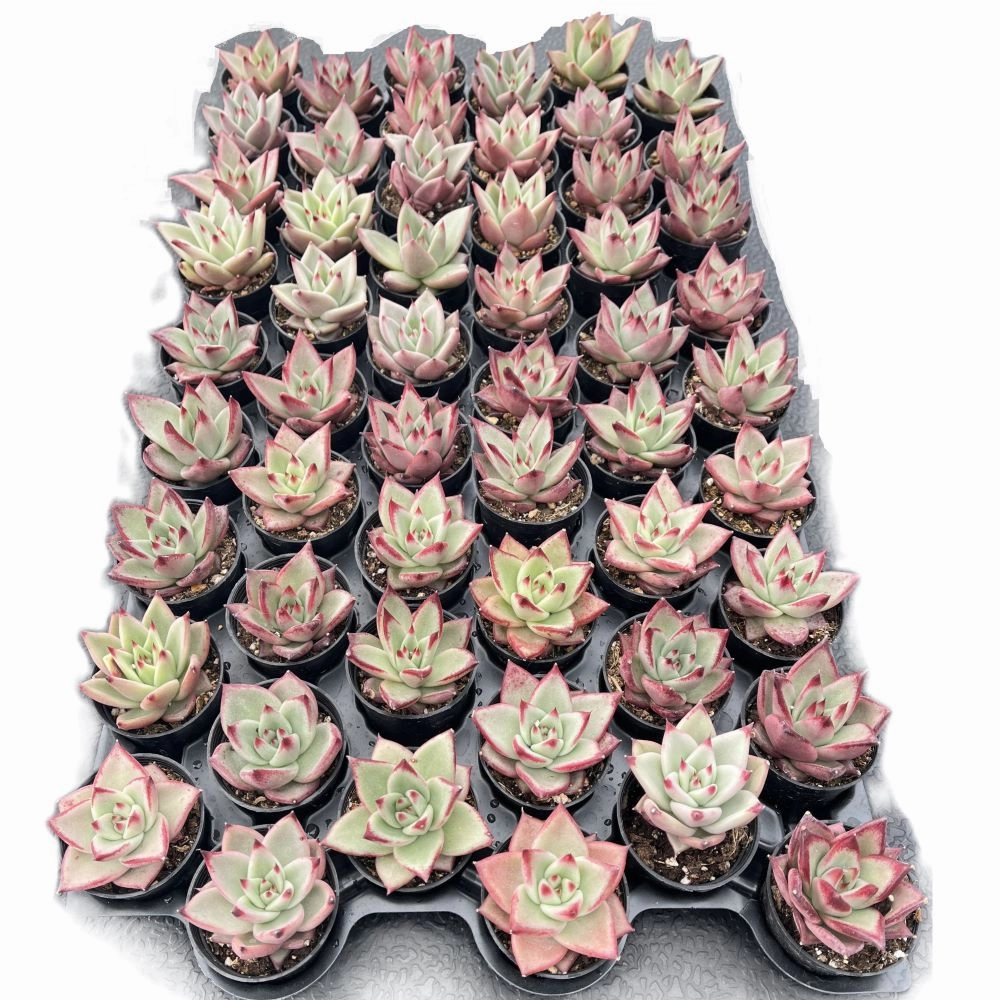 Echeveria Red Knight / Red Ebony Bulk 54 Tray - 2in Pot mini ornamental plant  