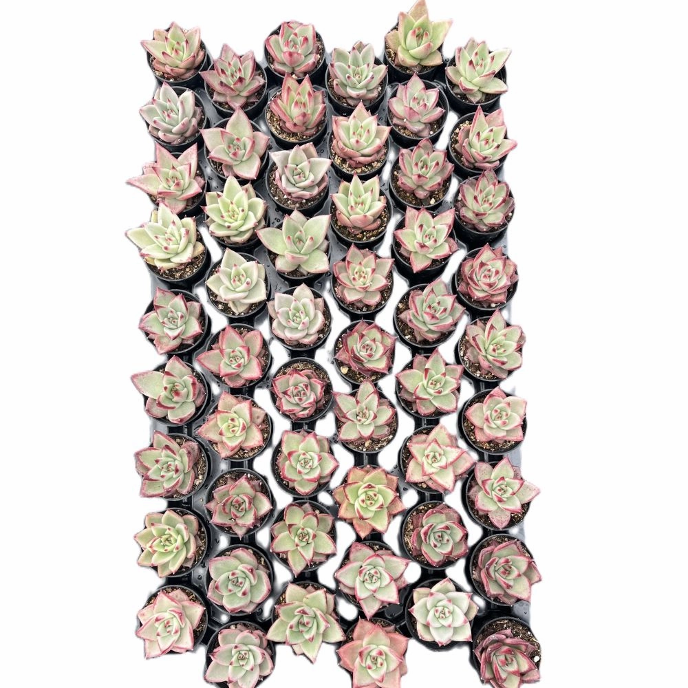 Echeveria Red Knight / Red Ebony Bulk 54 Tray - 2in Pot