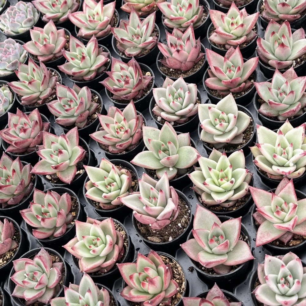 Echeveria Red Knight / Red Ebony Bulk 54 Tray - 2in Pot