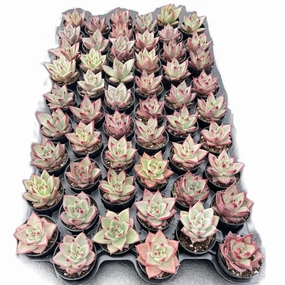 Echeveria Red Knight / Red Ebony Bulk 54 Tray - 2in Pot mini ornamental plant  