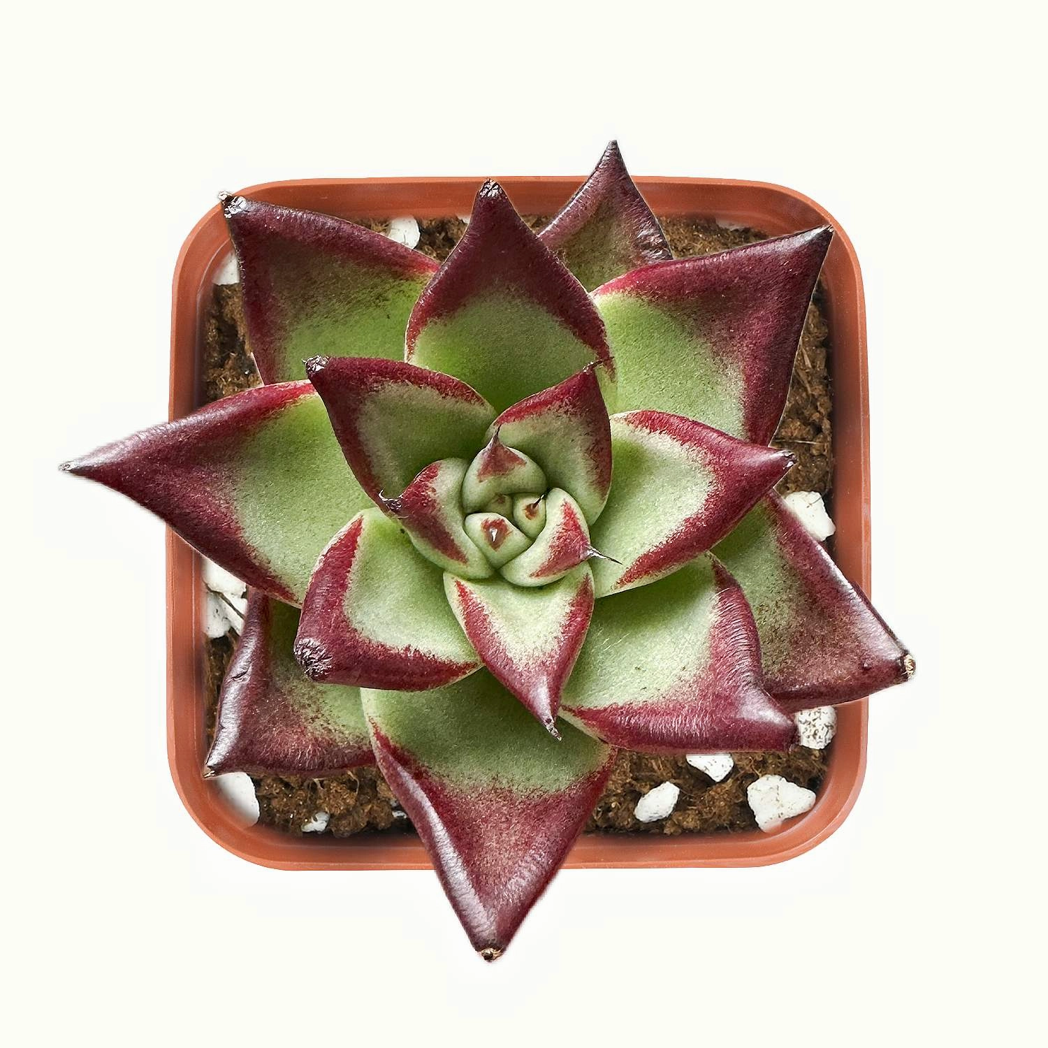 Echeveria Red Knight / Red Ebony