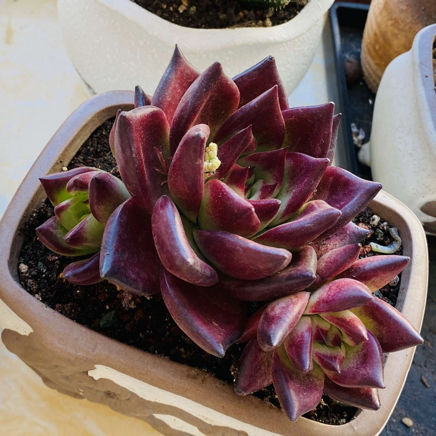 Echeveria Red Knight / Red Ebony
