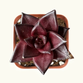 Echeveria Red Knight / Red Ebony mini ornamental plant  