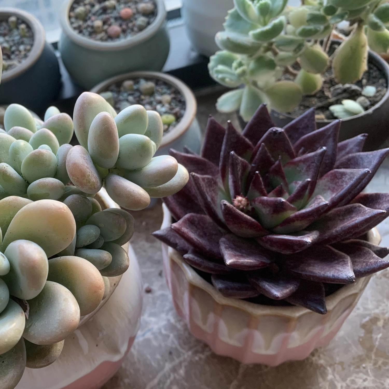 Echeveria Red Knight / Red Ebony