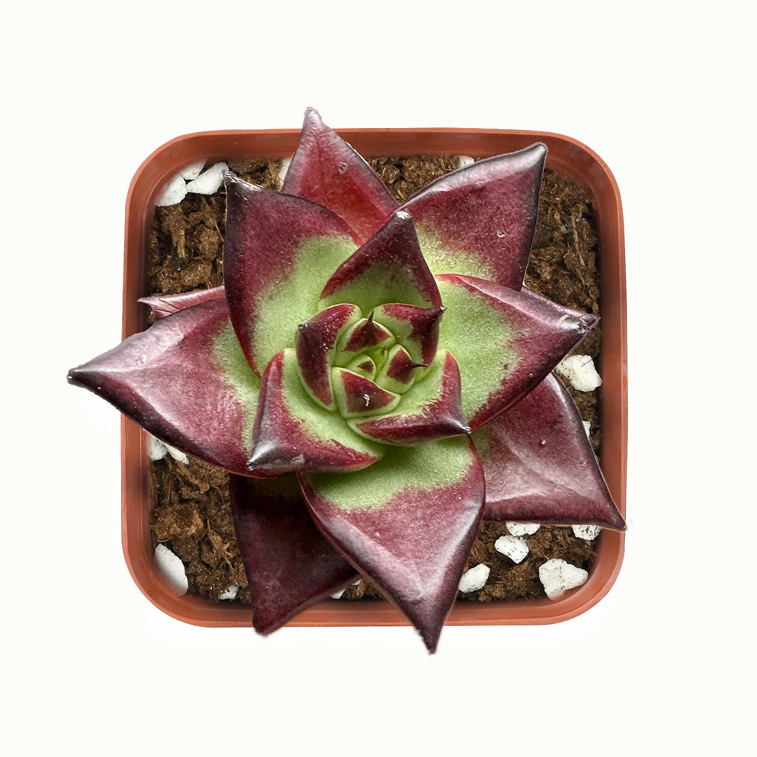 Echeveria Red Knight / Red Ebony