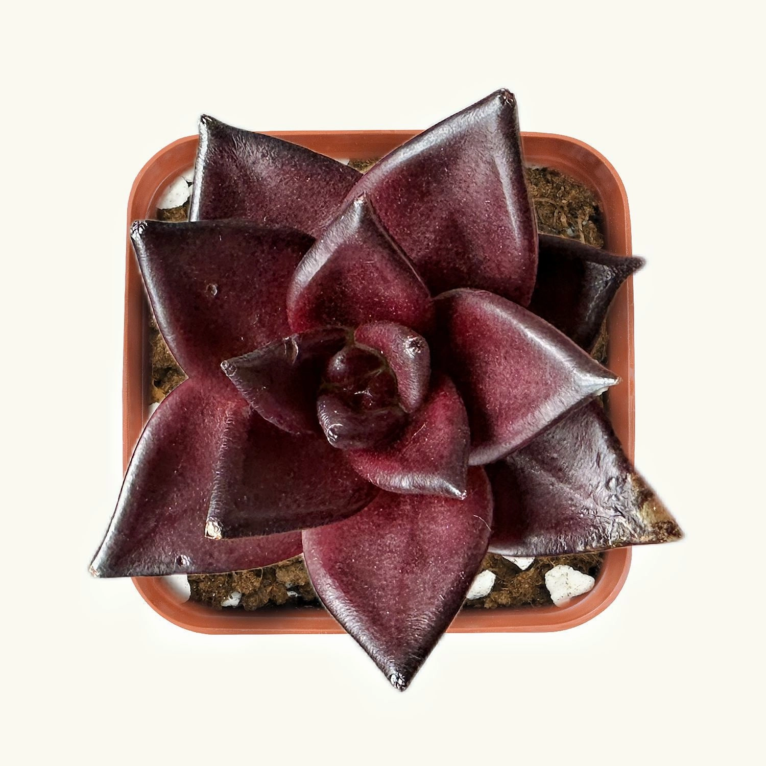 Echeveria Red Knight / Red Ebony mini ornamental plant  