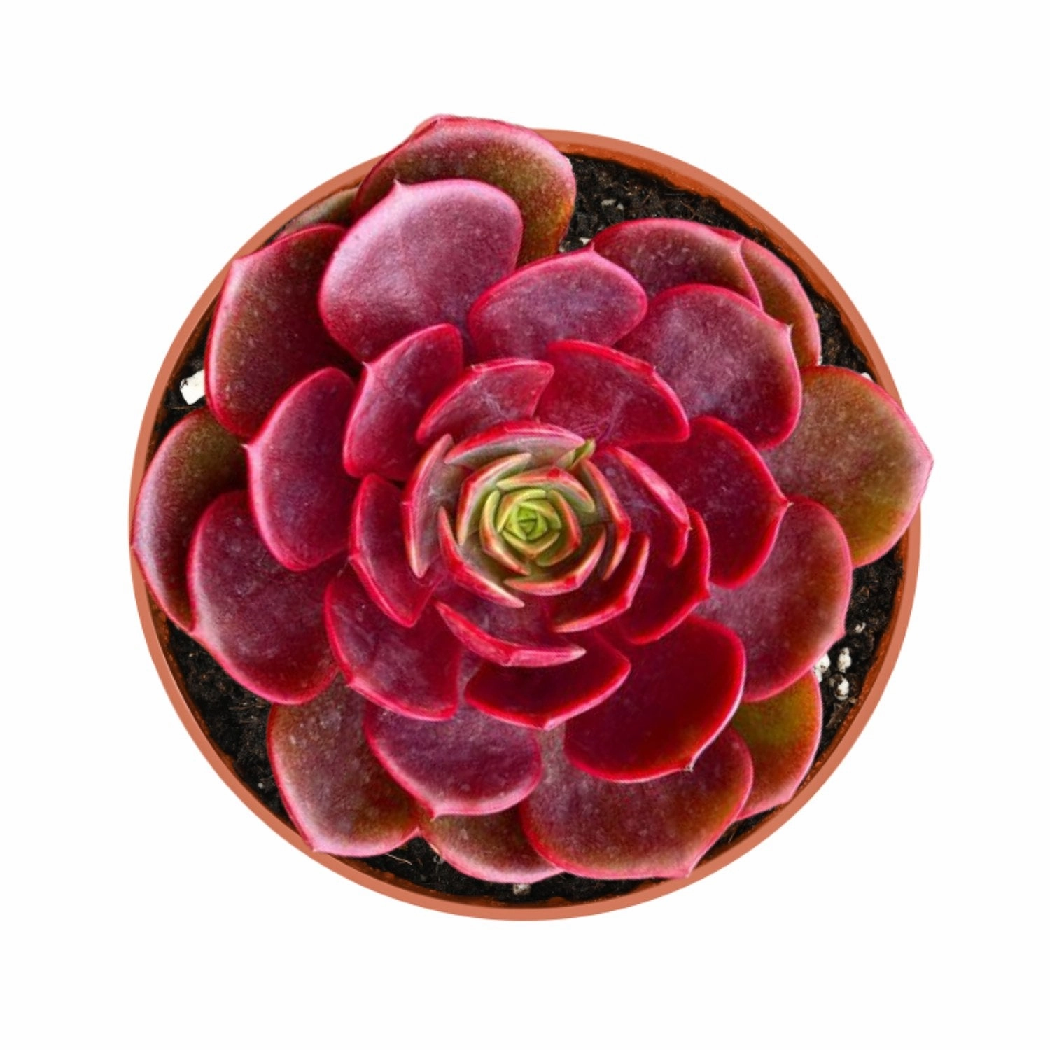 Echeveria Red Robe (4 inch) mini ornamental plant  