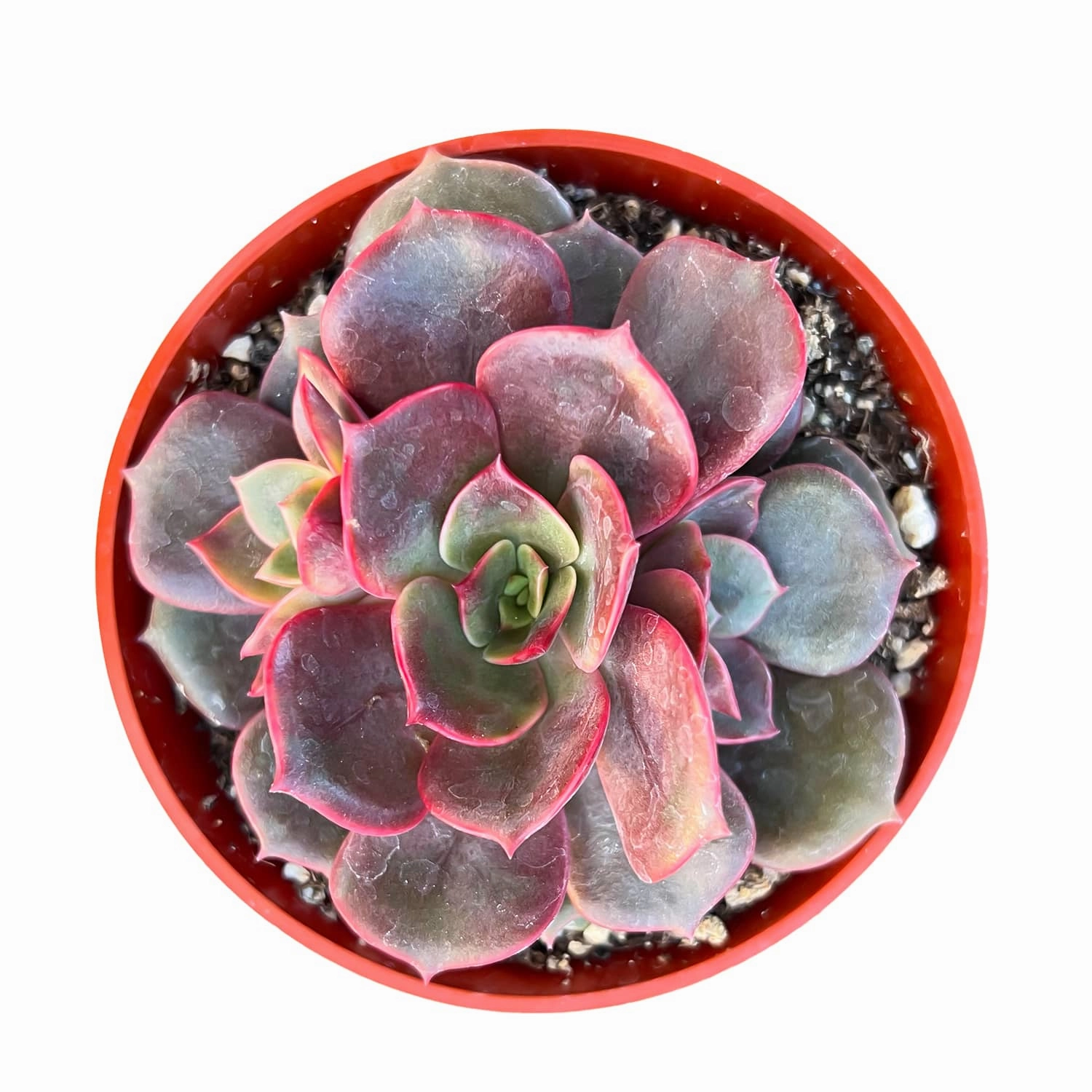Echeveria Red Robe (4 inch)