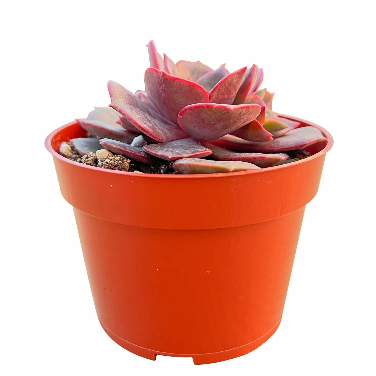 Echeveria Red Robe (4 inch)