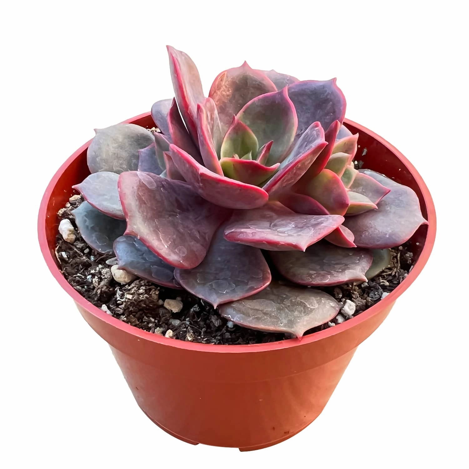 Echeveria Red Robe (4 inch)