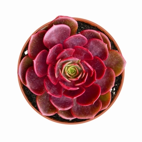 Echeveria Red Robe (4 inch) mini ornamental plant  