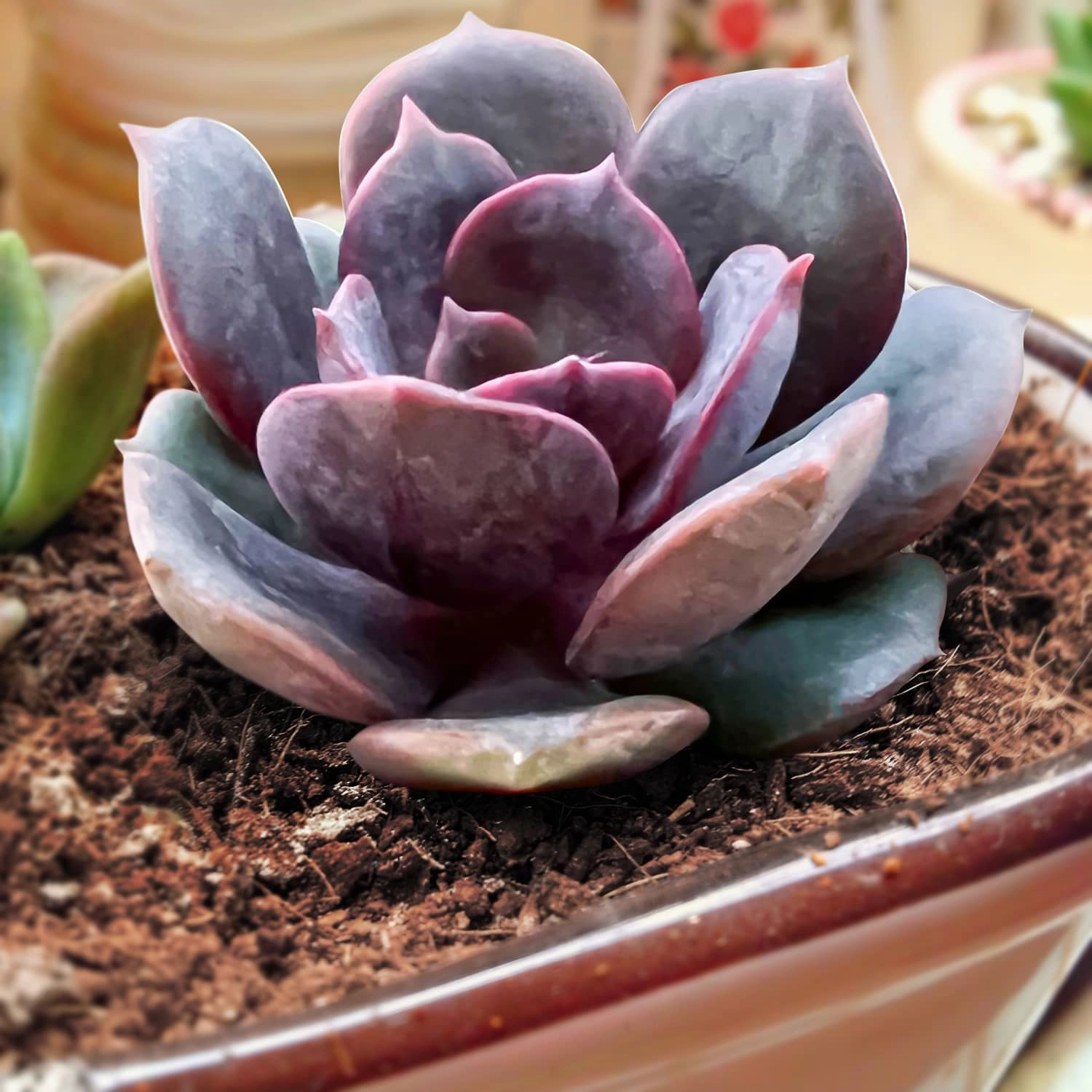 Echeveria Red Robe (Rare)