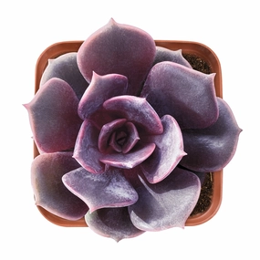 Echeveria Red Robe (Rare) mini ornamental plant  