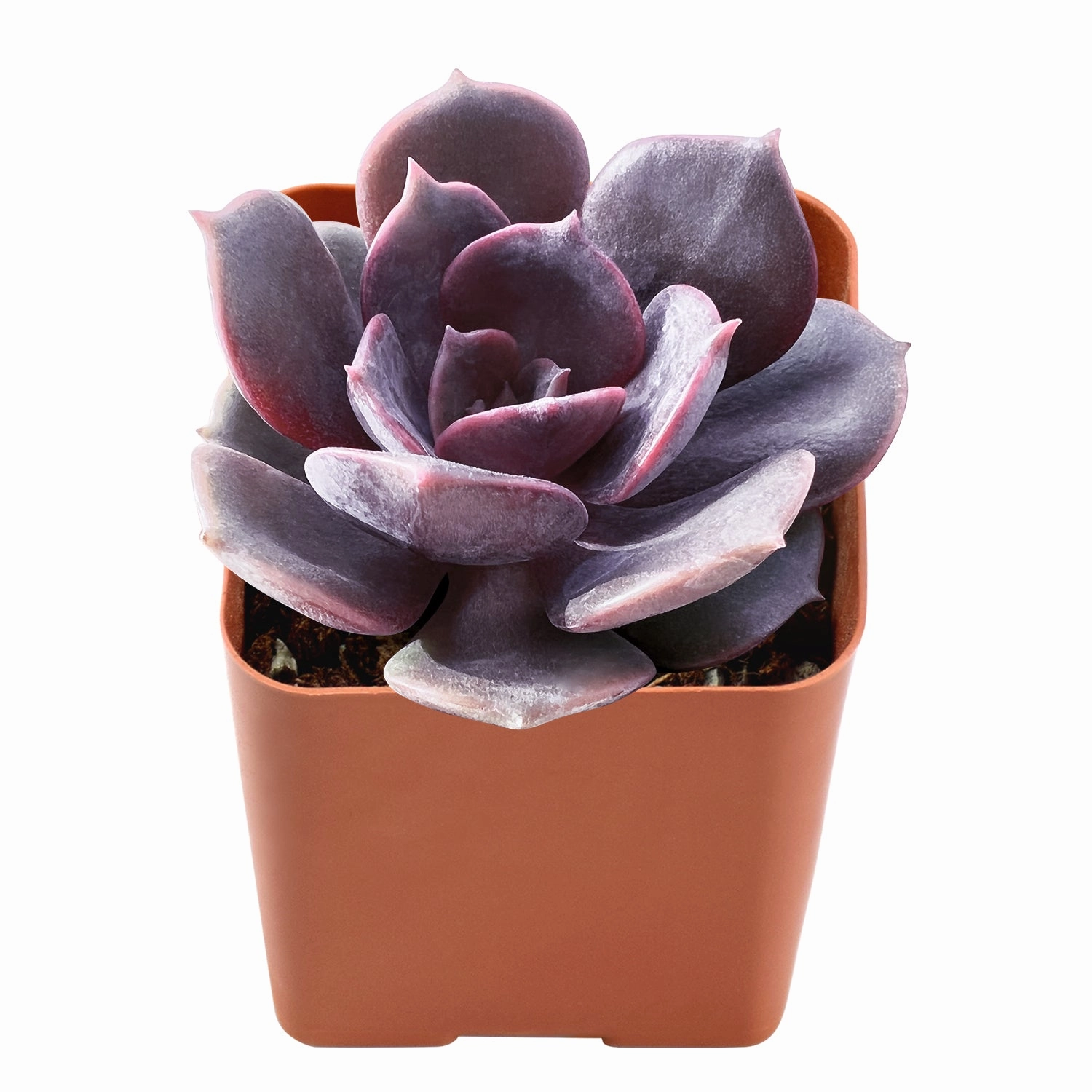 Echeveria Red Robe (Rare)