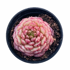 Echeveria Red Velvet sp. 14 mini ornamental plant  